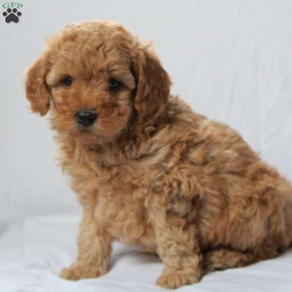 Frisky, Mini Goldendoodle Puppy