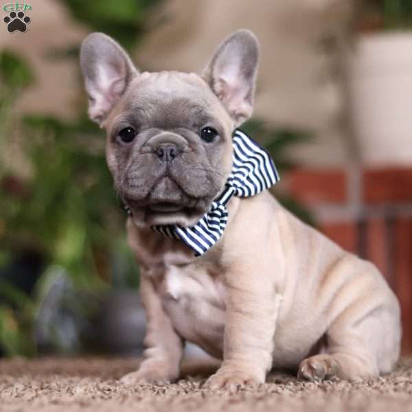 Gabe, French Bulldog Puppy