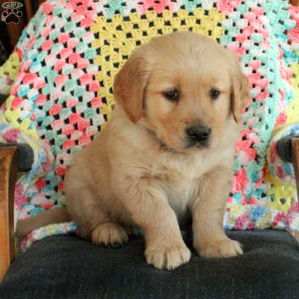 Gary, Golden Retriever Puppy