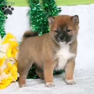 Shiba Inu Puppies For Sale | Greenfield Puppies