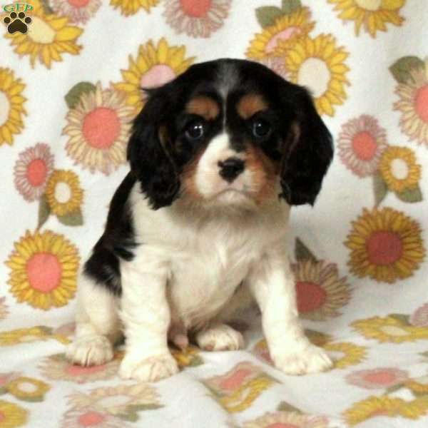 Georgie, Cavalier King Charles Spaniel Puppy
