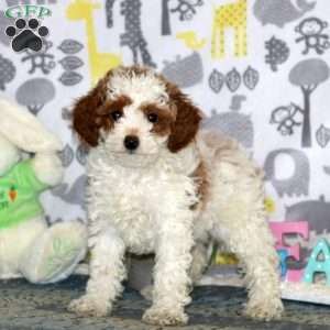 Ginger, Miniature Poodle Puppy