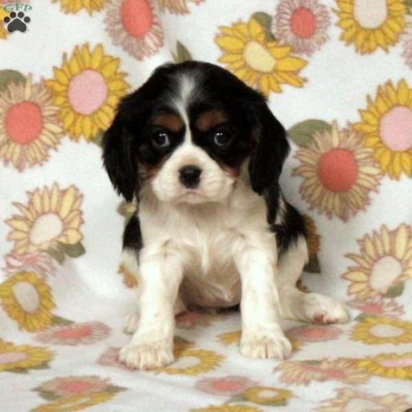 Ginny, Cavalier King Charles Spaniel Puppy