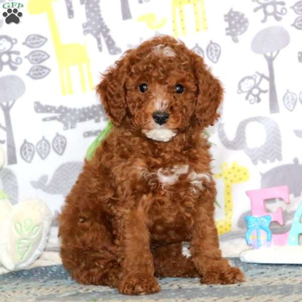 Gordy, Miniature Poodle Puppy