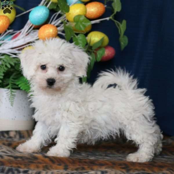 Gracie, Bichon Frise Puppy