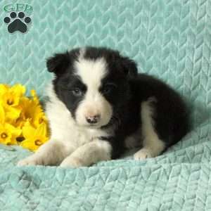 Graham, Border Collie Puppy