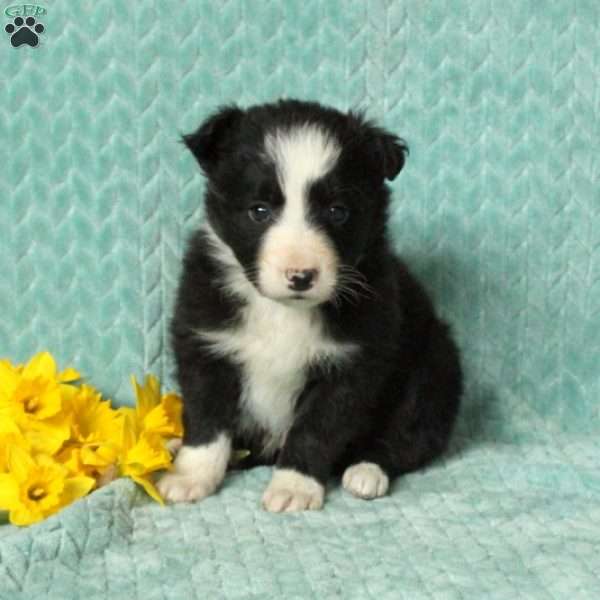 Greer, Border Collie Puppy