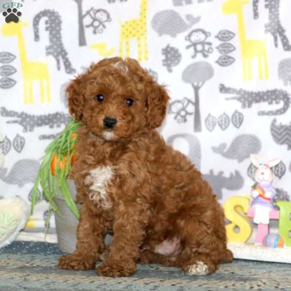 Gusto, Miniature Poodle Puppy