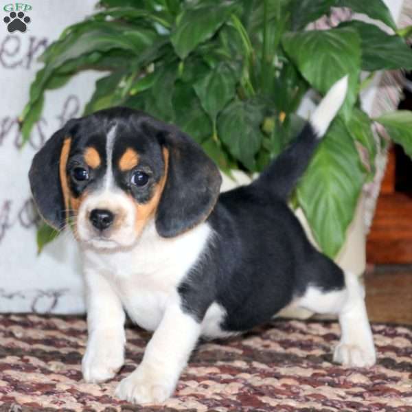 Hailey, Beagle Puppy