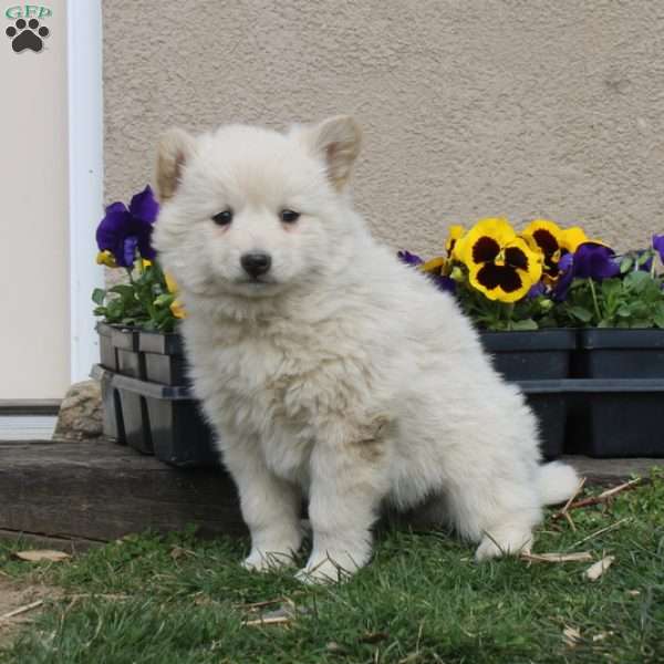 Haley, American Eskimo Puppy