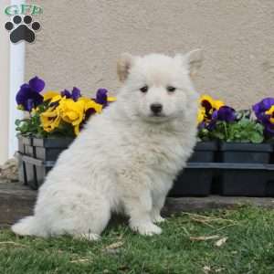 Haley, American Eskimo Puppy