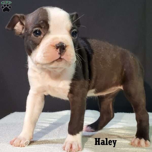 Haley, Boston Terrier Puppy