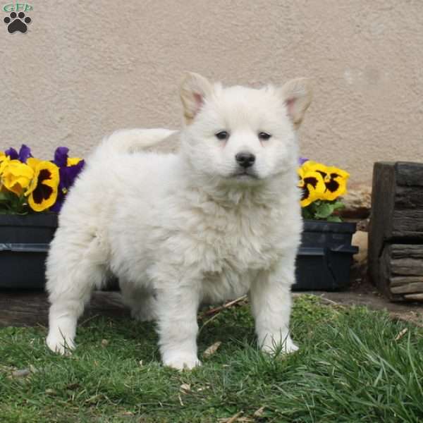 Hank, American Eskimo Puppy
