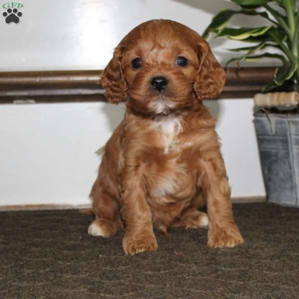 Harley, Cavapoo Puppy
