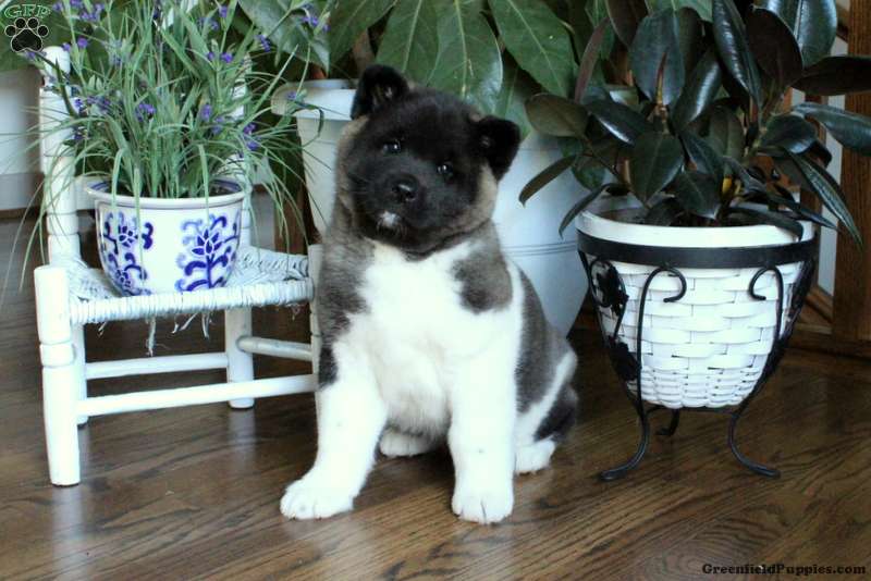 Harper - Akita Puppy For Sale in Pennsylvania