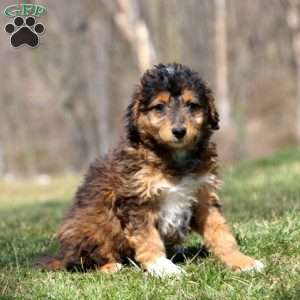 Toy Poodle Mix Puppies For Sale | Greenfield Puppies