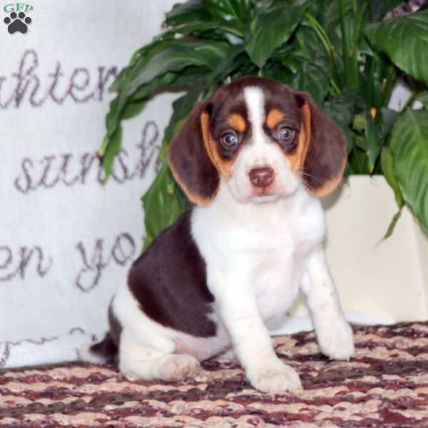 Hazel, Beagle Puppy