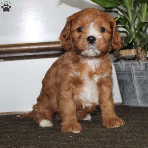 Henry, Cavapoo Puppy
