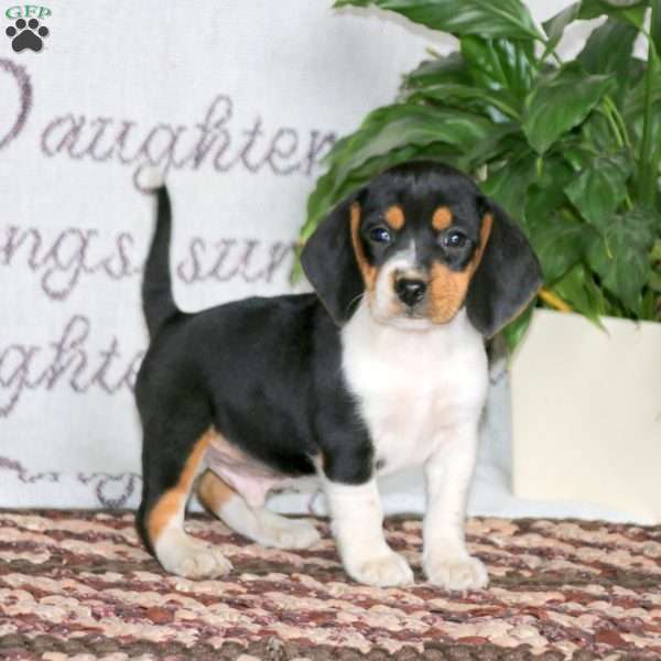 Henry, Beagle Puppy