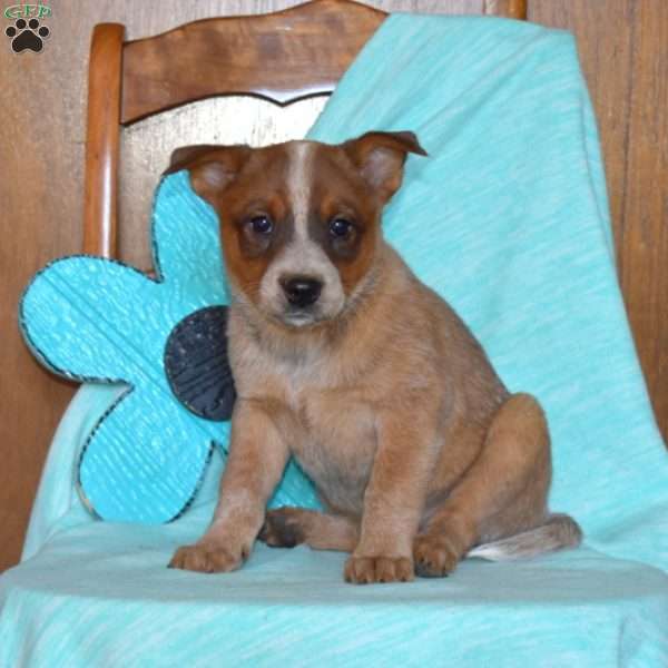 Holly, Blue Heeler – Australian Cattle Dog Puppy