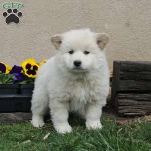 Hudson, American Eskimo Puppy