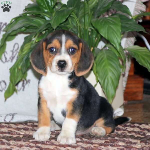 Hunter, Beagle Puppy