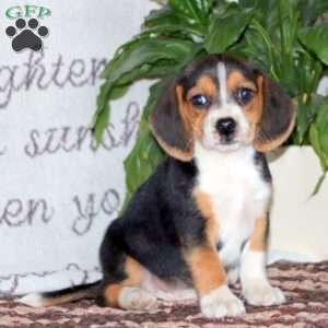 Hunter, Beagle Puppy