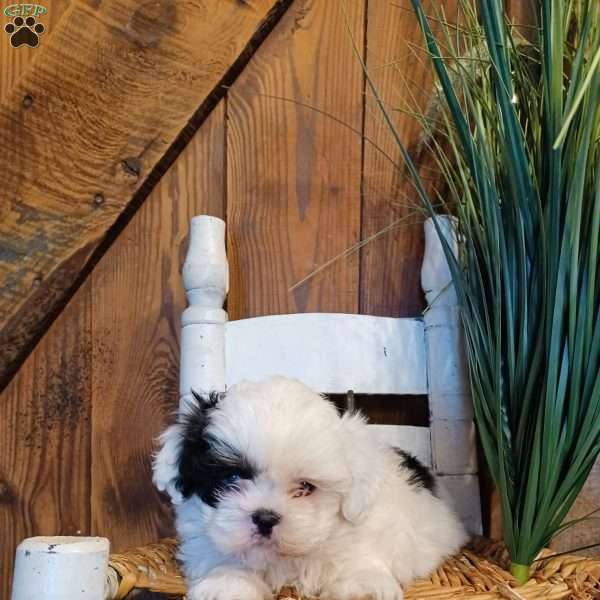 Silk, Shih Tzu Puppy