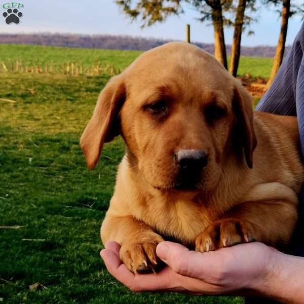 Bailey, Fox Red Labrador Retriever Puppy