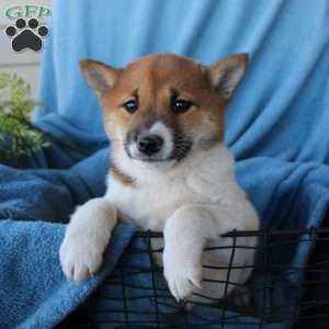 Shiba Inu Puppies For Sale | Greenfield Puppies