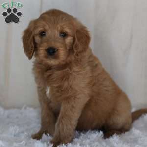 Benji, Goldendoodle Puppy