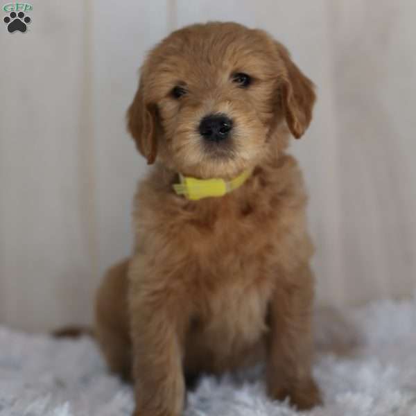 Buddy, Goldendoodle Puppy