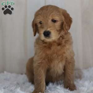 Buddy, Goldendoodle Puppy