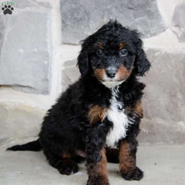 Travis, Mini Bernedoodle Puppy
