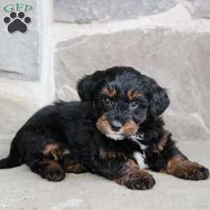 Theo, Mini Bernedoodle Puppy