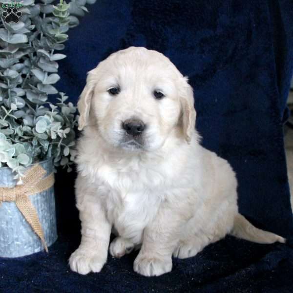Buck, Golden Retriever Puppy