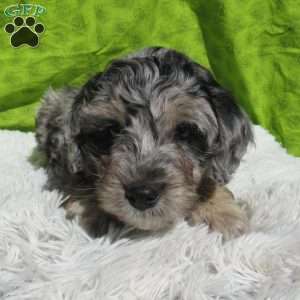 Duke, Mini Bernedoodle Puppy
