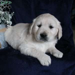 Bianca, Golden Retriever Puppy
