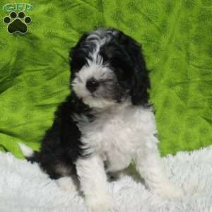 Ernie, Mini Bernedoodle Puppy