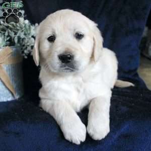 Bianca, Golden Retriever Puppy