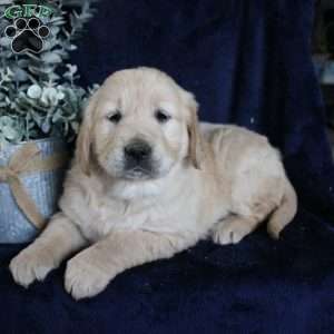 Beauty, Golden Retriever Puppy