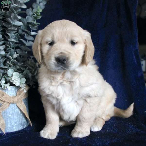 Belle, Golden Retriever Puppy