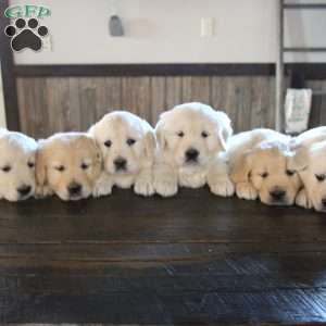 Bianca, Golden Retriever Puppy
