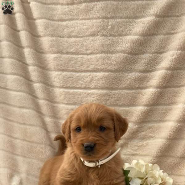 Toby, Golden Retriever Puppy
