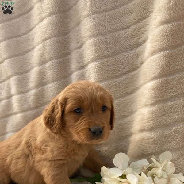 Teddy, Golden Retriever Puppy