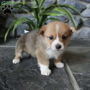 Kevin, Pembroke Welsh Corgi Puppy