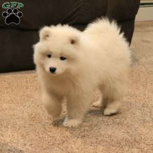 Cora, Samoyed Puppy