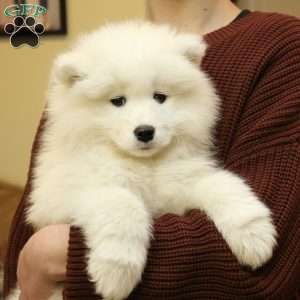 Cora, Samoyed Puppy
