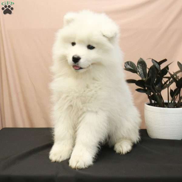 Callie, Samoyed Puppy