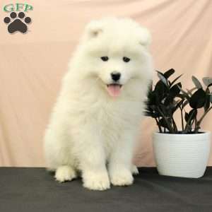 Callie, Samoyed Puppy